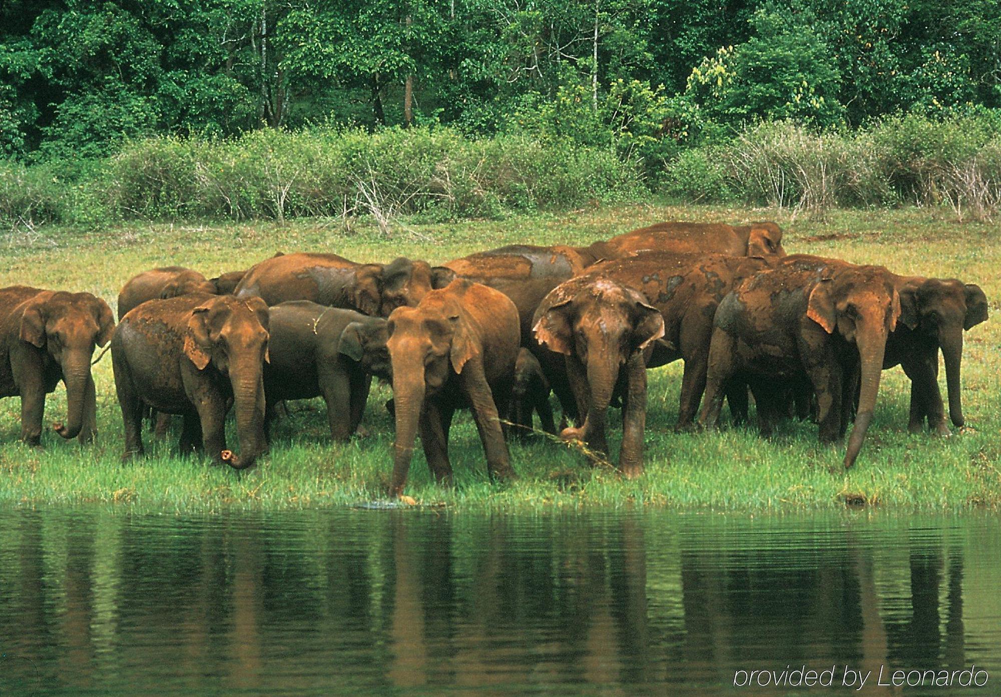 Club Mahindra Thekkady Hotel Luaran gambar